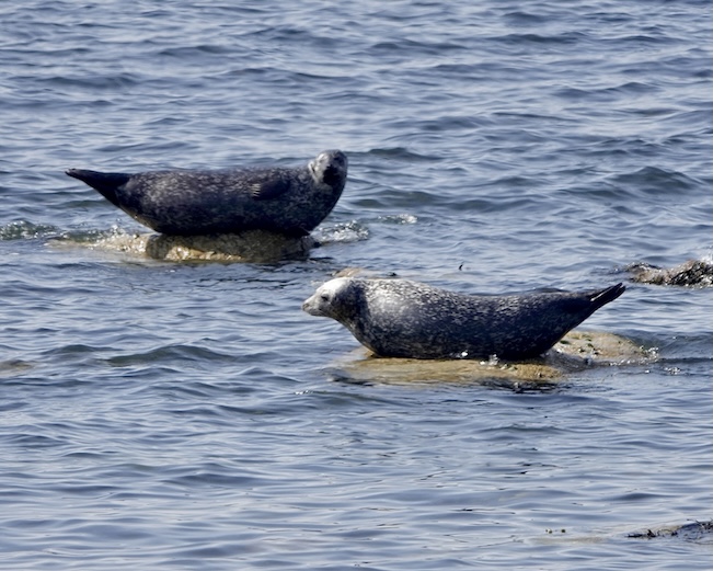 seal
